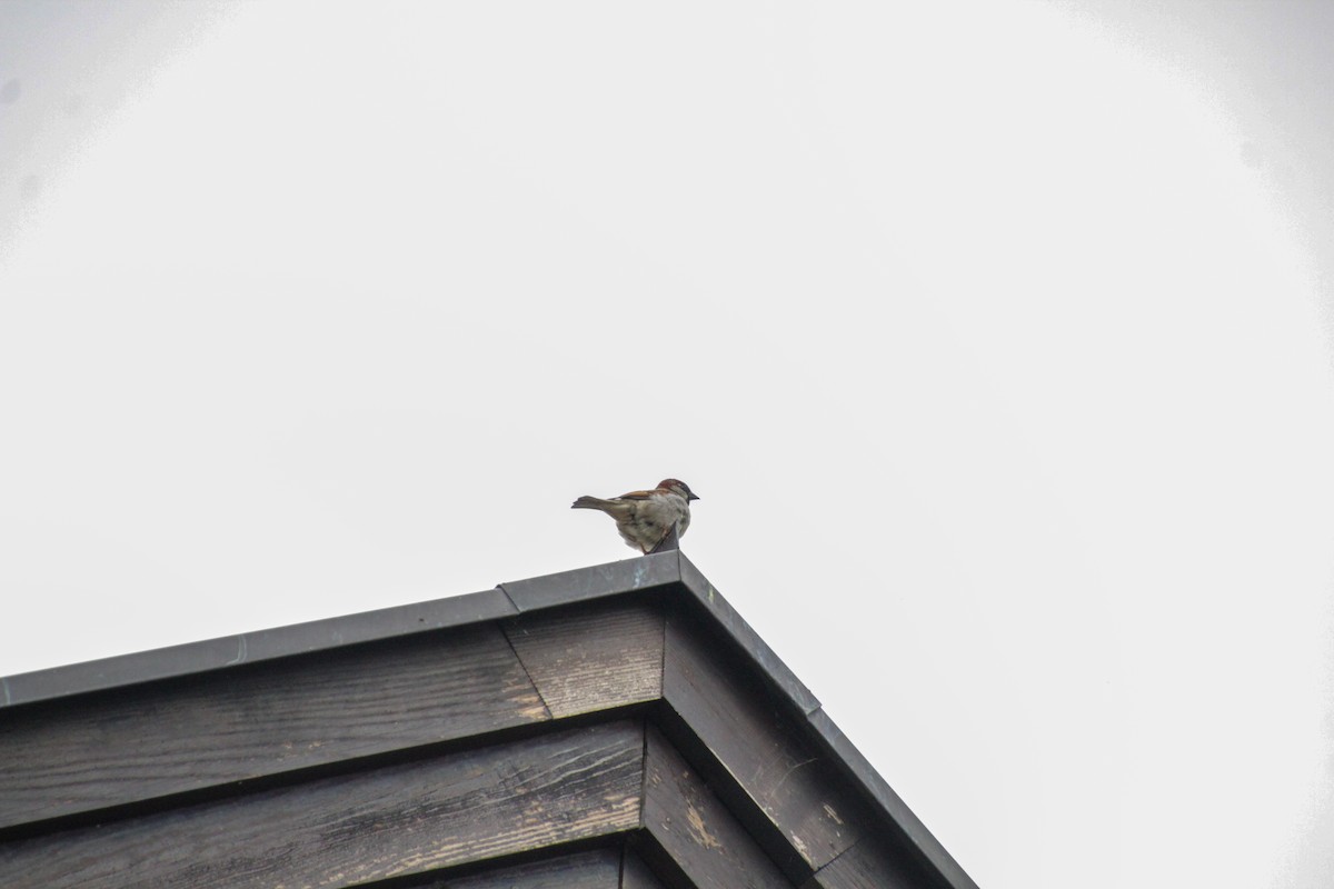 House Sparrow - Guillaume Calcagni