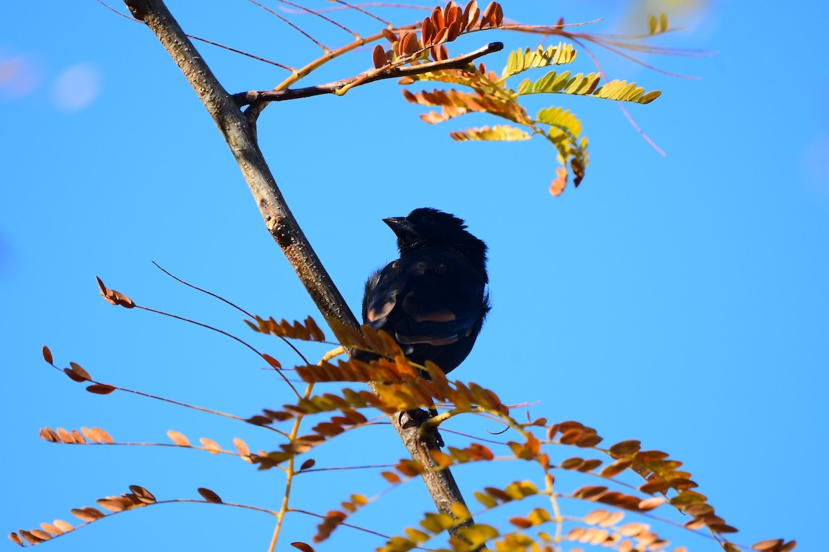 Screaming Cowbird - Mario Jorge Baró