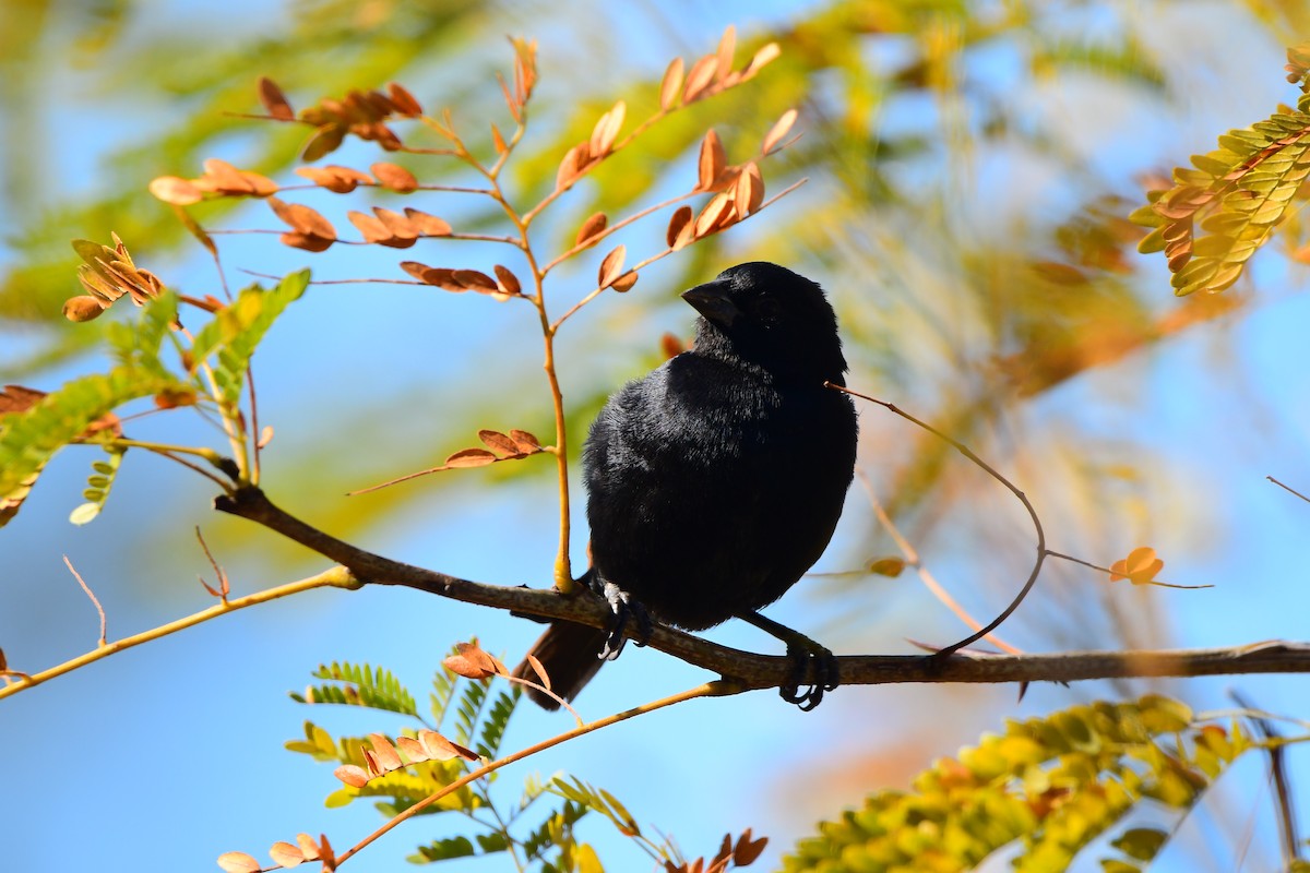 Screaming Cowbird - Mario Jorge Baró