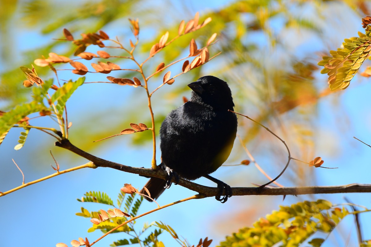 Screaming Cowbird - ML619195161