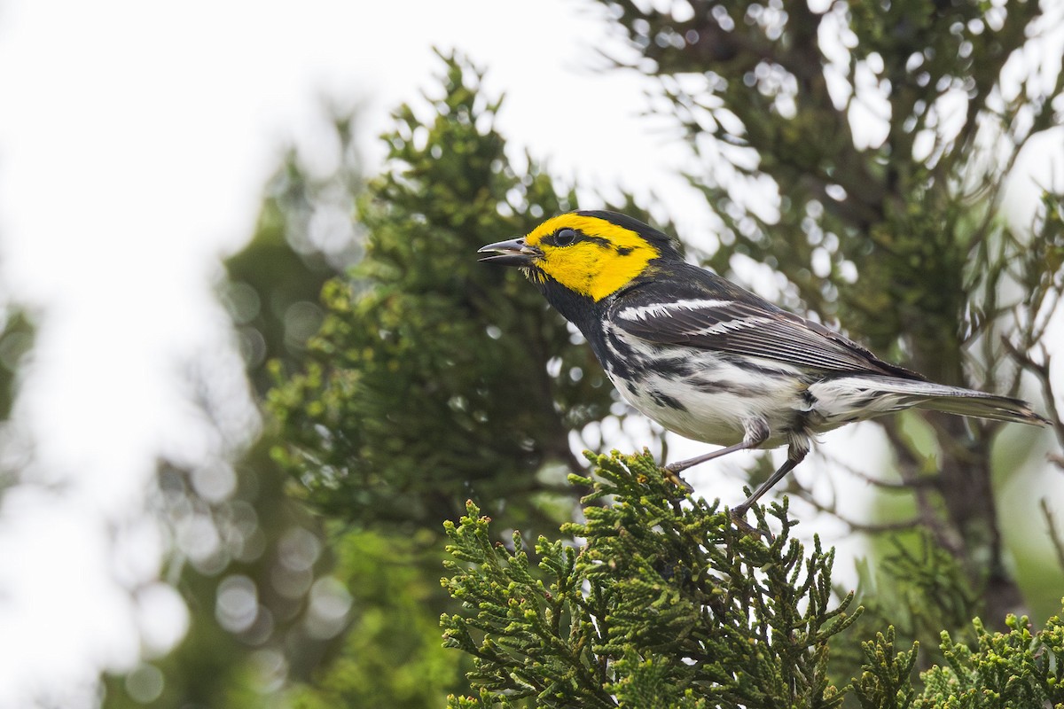 Golden-cheeked Warbler - Elliott Ress