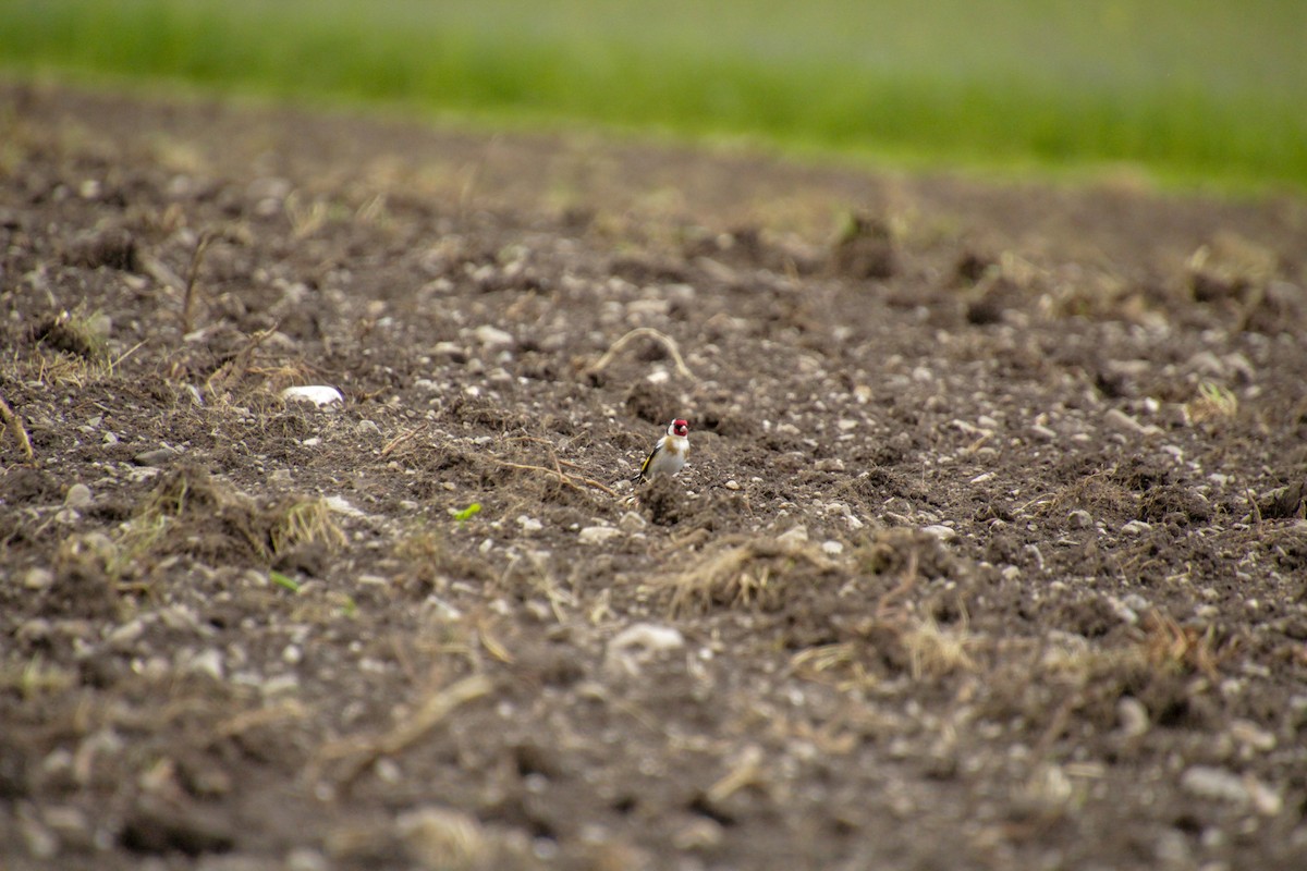 European Goldfinch - Guillaume Calcagni