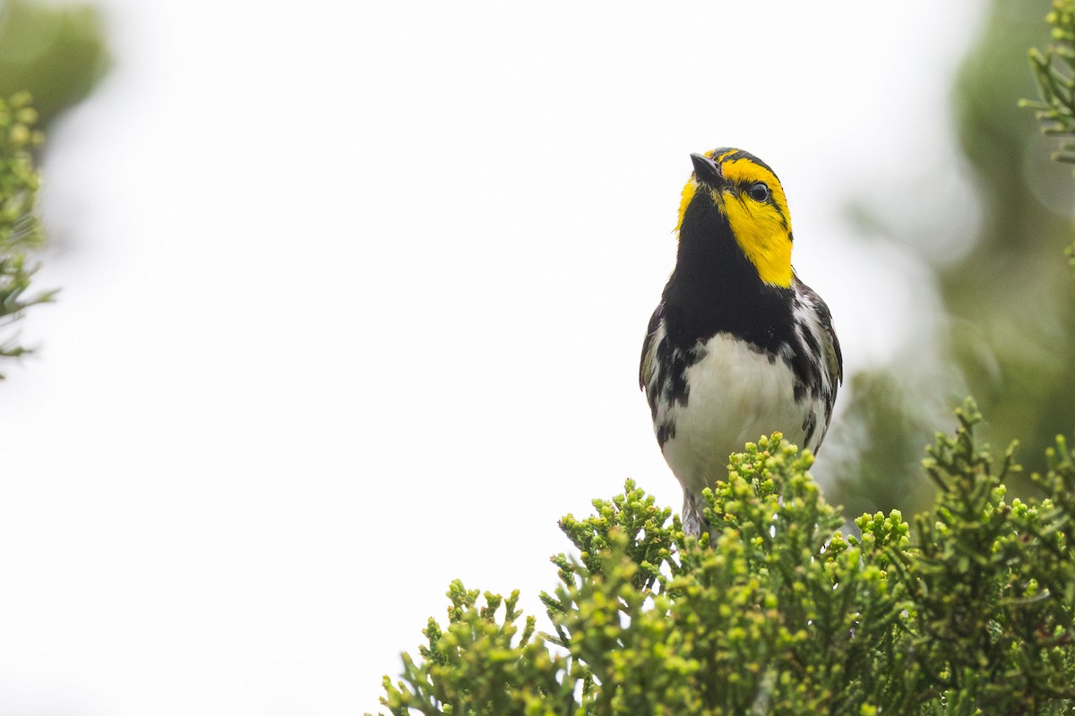 Golden-cheeked Warbler - Elliott Ress