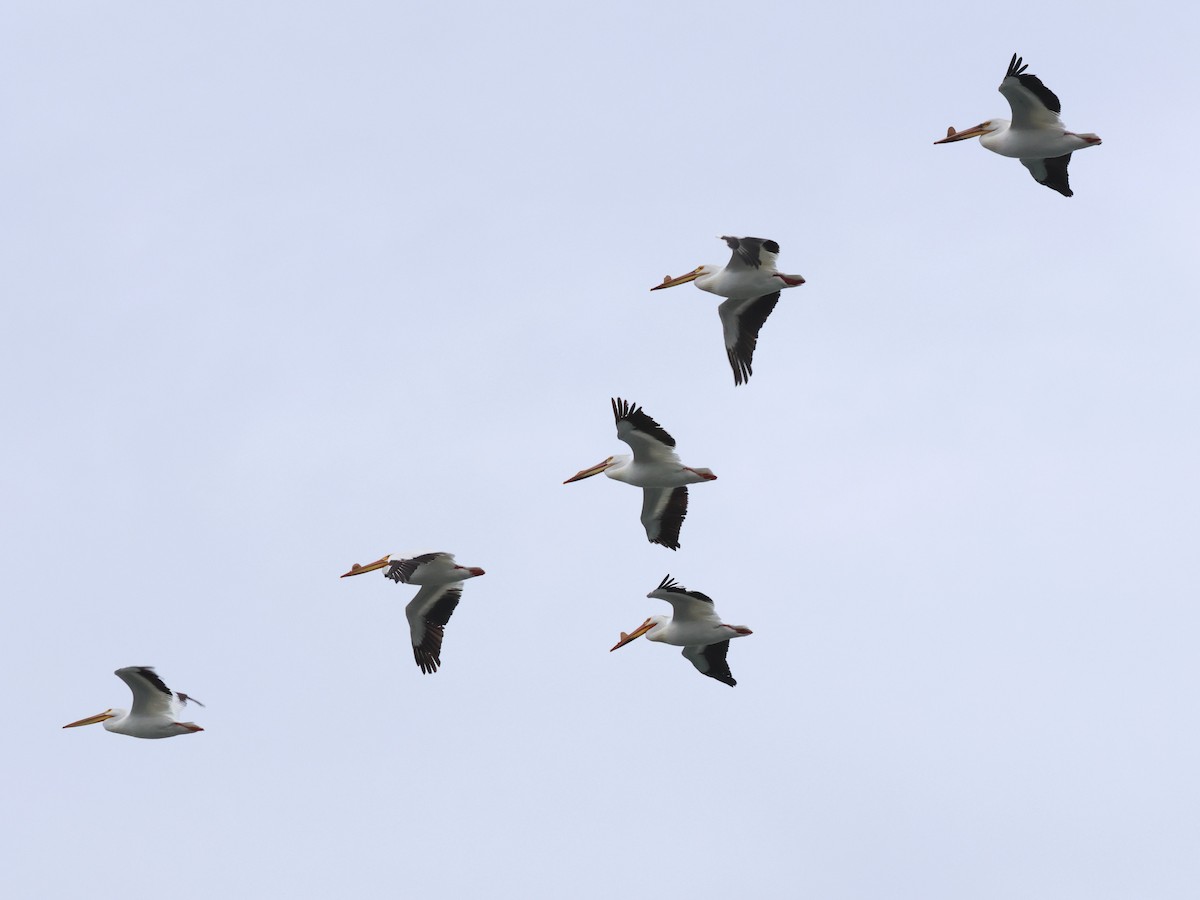 American White Pelican - ML619195168