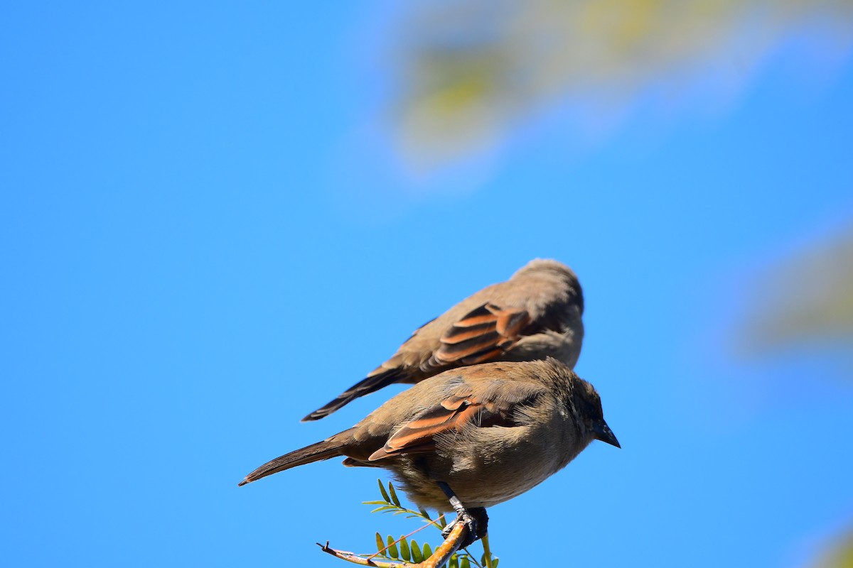 Grayish Baywing - ML619195182