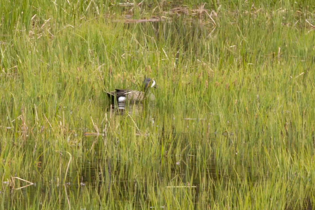 Blue-winged Teal - Scott Fischer