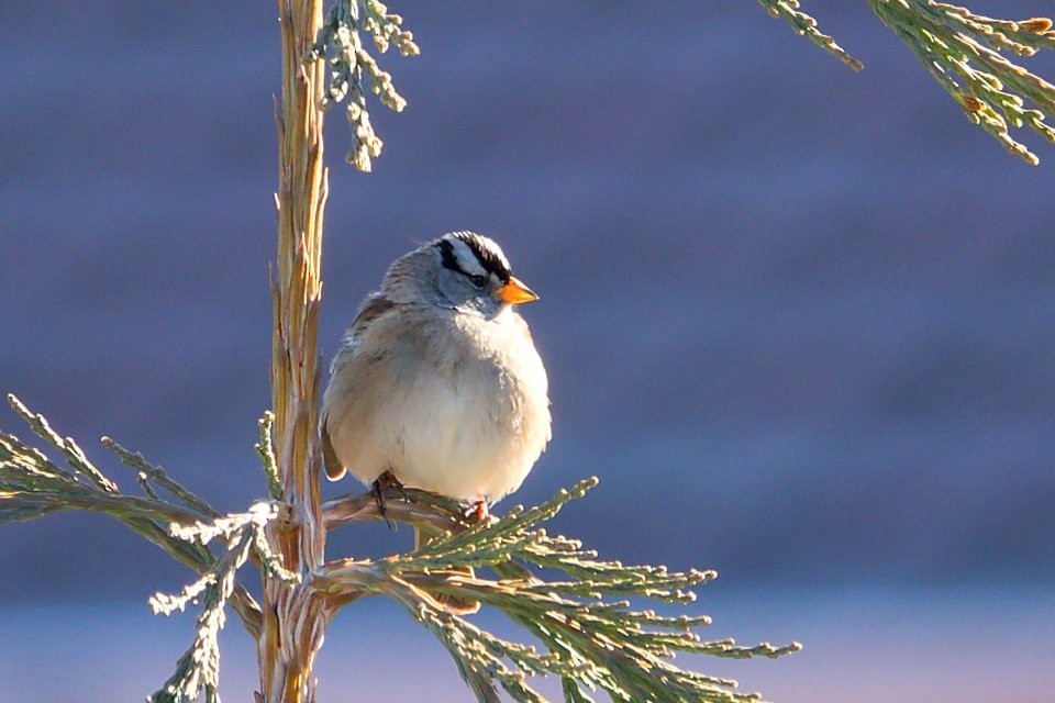 White-crowned Sparrow - Neil Dawe