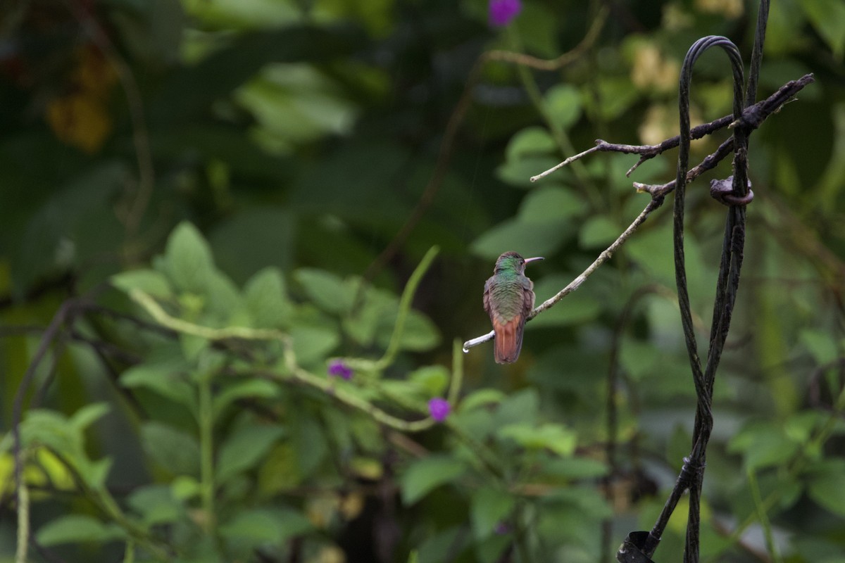 Rufous-tailed Hummingbird - allie bluestein