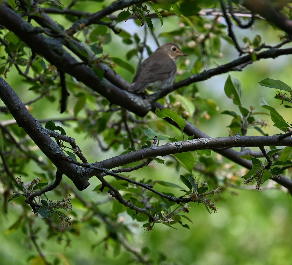 Swainson's Thrush - Lisa Draper