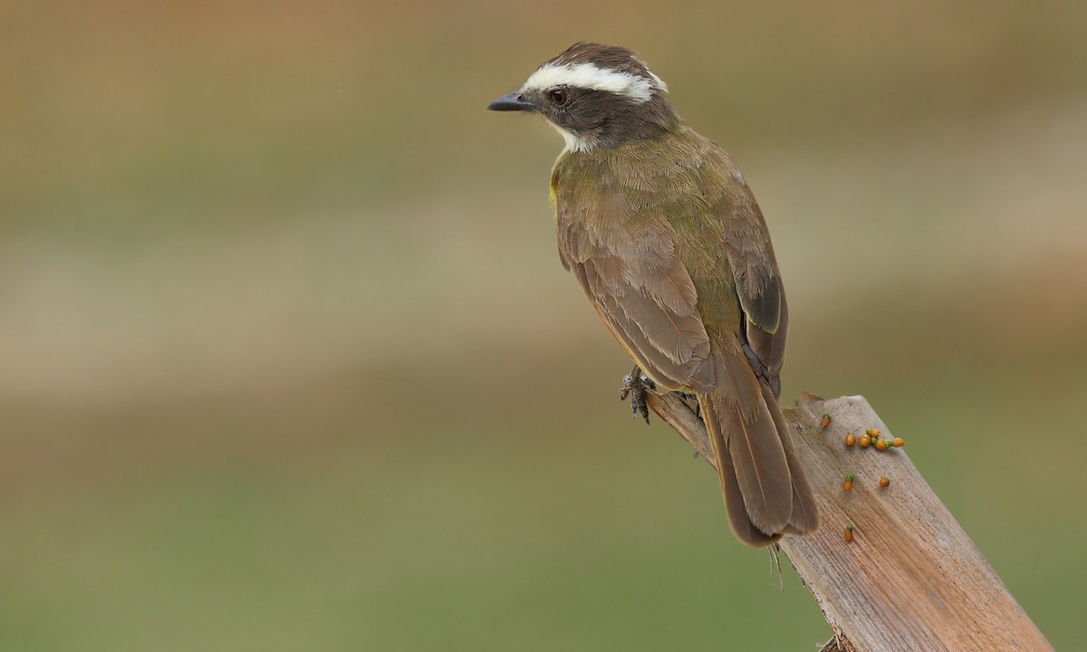 Social Flycatcher - Adrián Braidotti