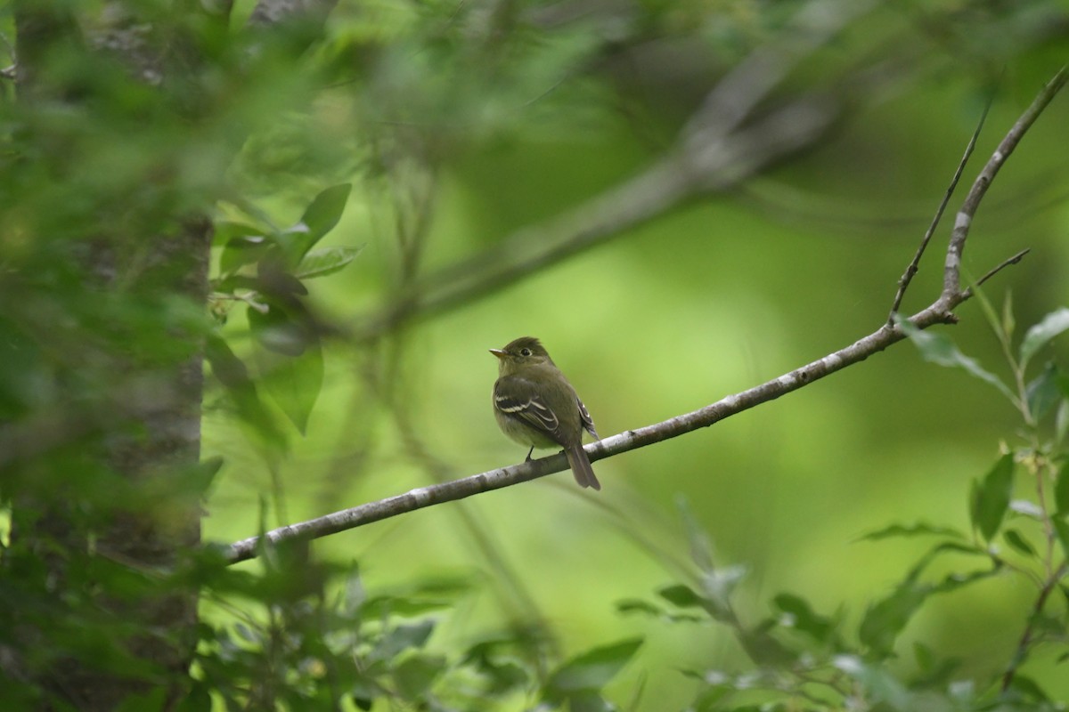 Yellow-bellied Flycatcher - Aidan Kiley