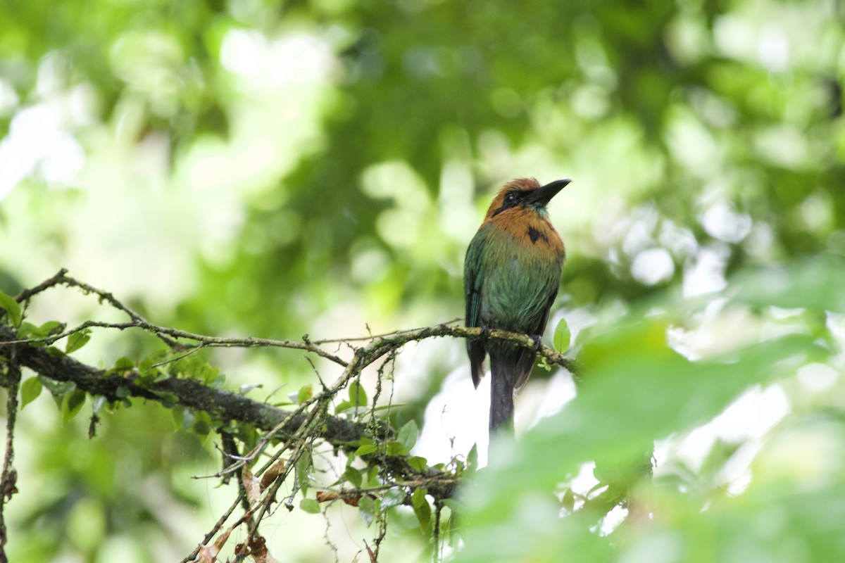 Plattschnabelmotmot - ML619195208