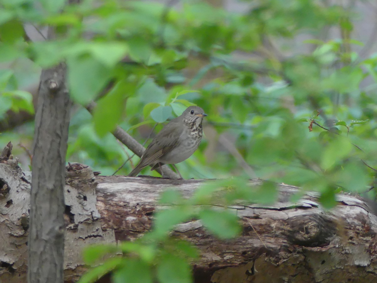 Gray-cheeked Thrush - Anonymous