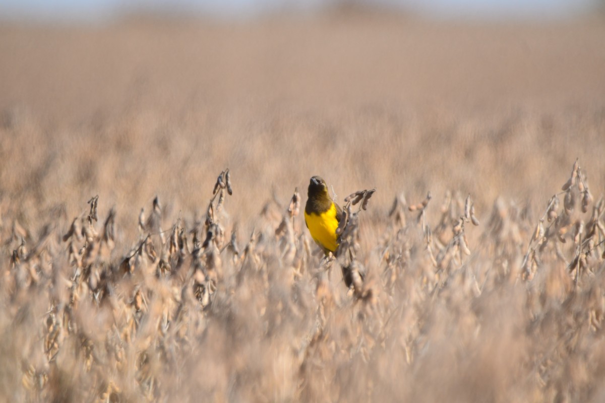 Brown-and-yellow Marshbird - Mario Jorge Baró