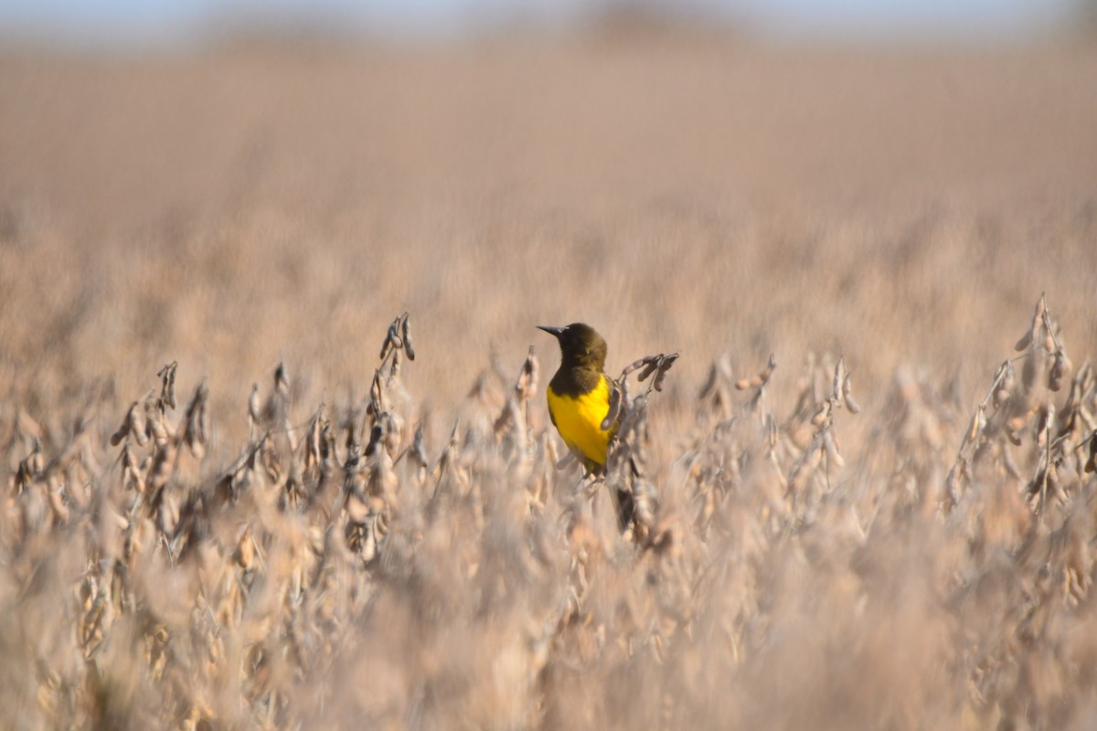 Brown-and-yellow Marshbird - ML619195226