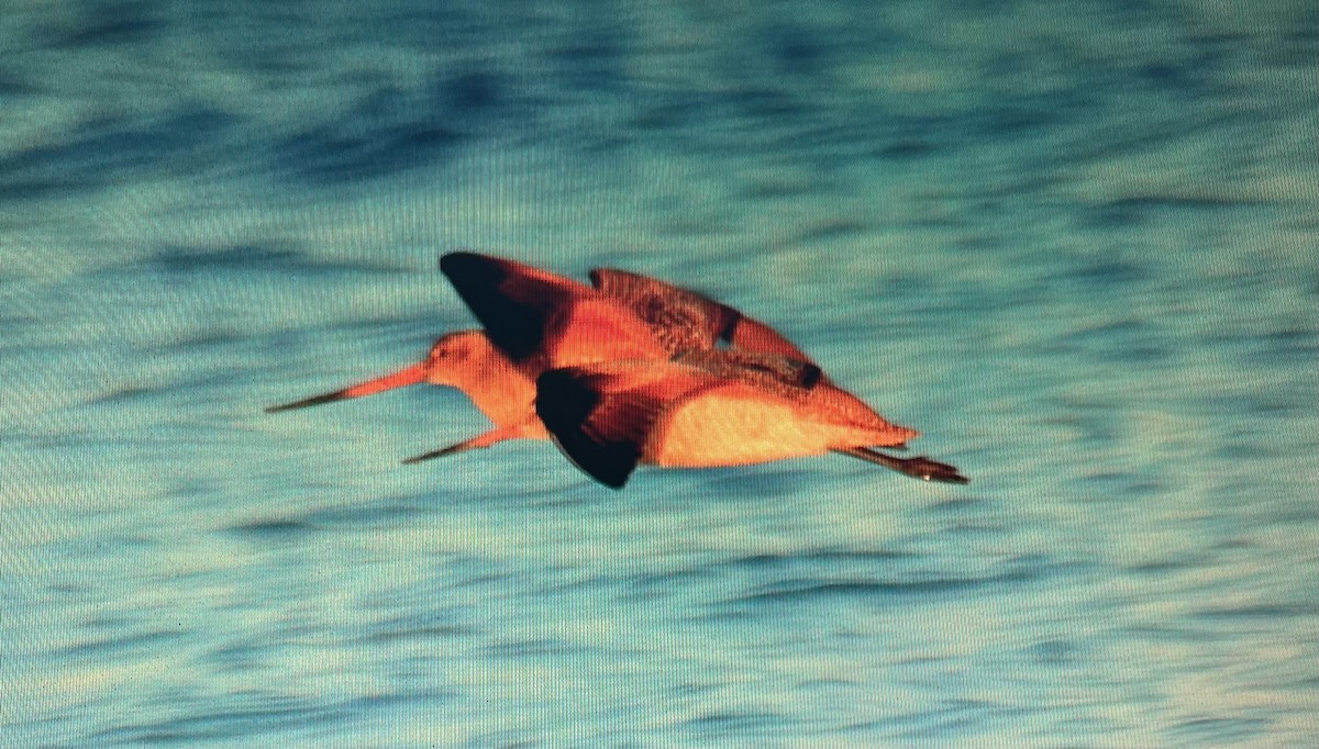 Marbled Godwit - Pierre Howard