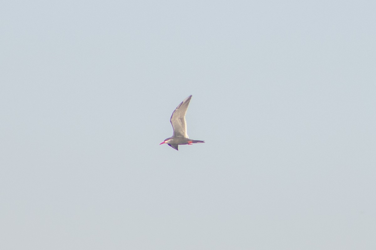 Inca Tern - Eliana Andrades