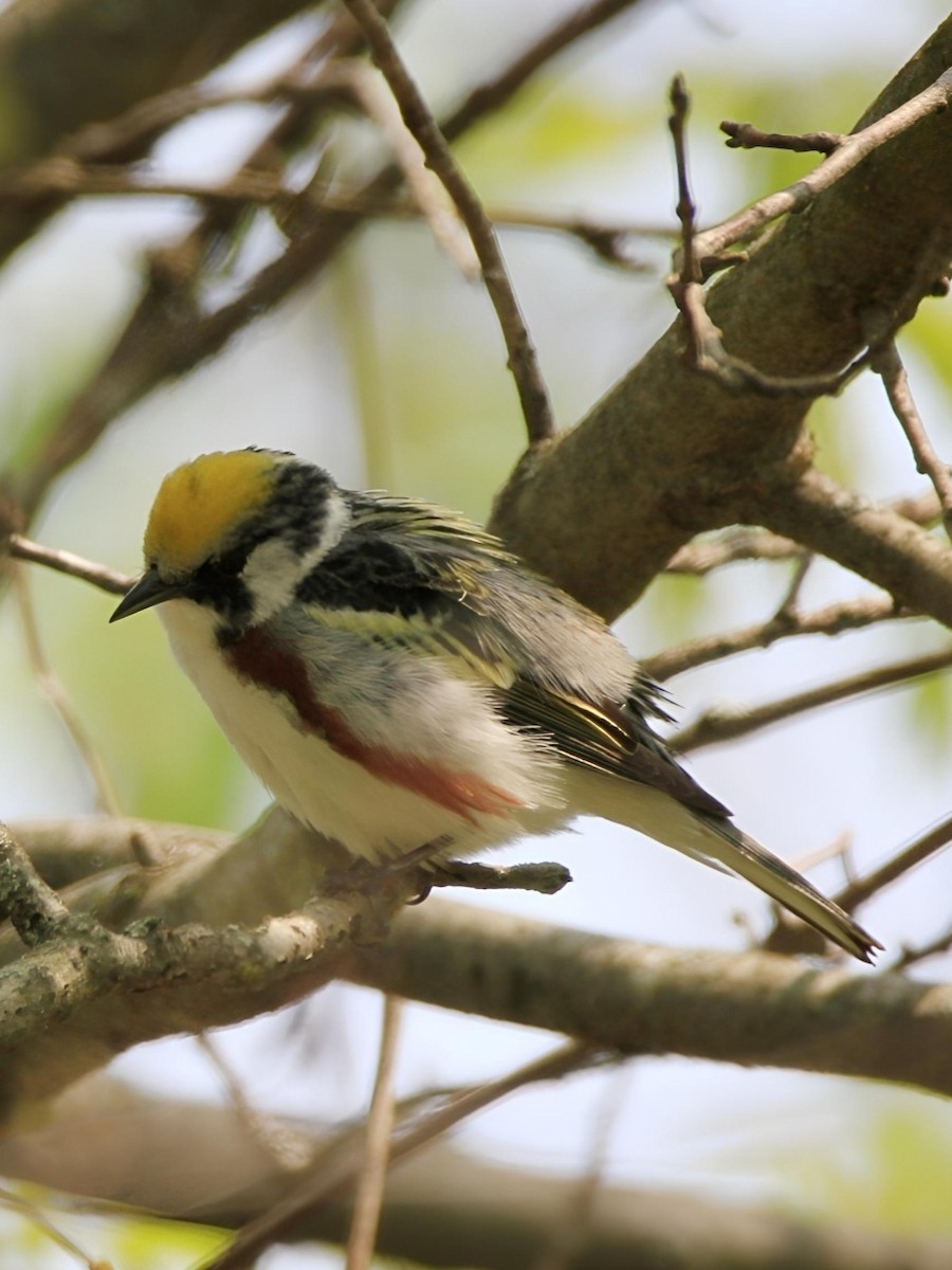 Chestnut-sided Warbler - Mike Murphy