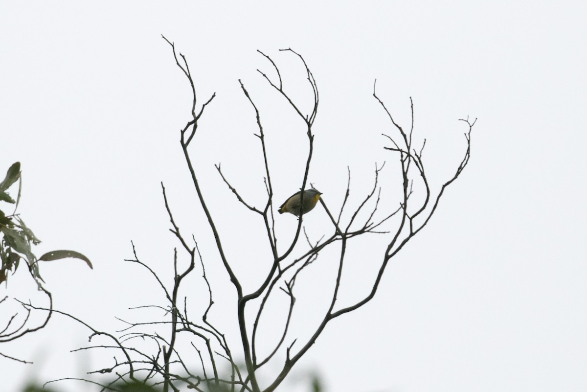 Fleckenpanthervogel (punctatus) - ML619195237