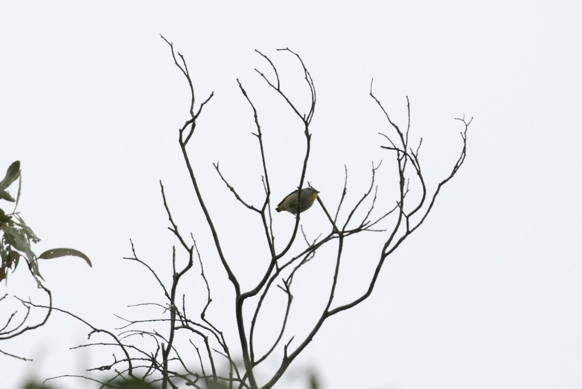 Spotted Pardalote (Spotted) - ML619195237