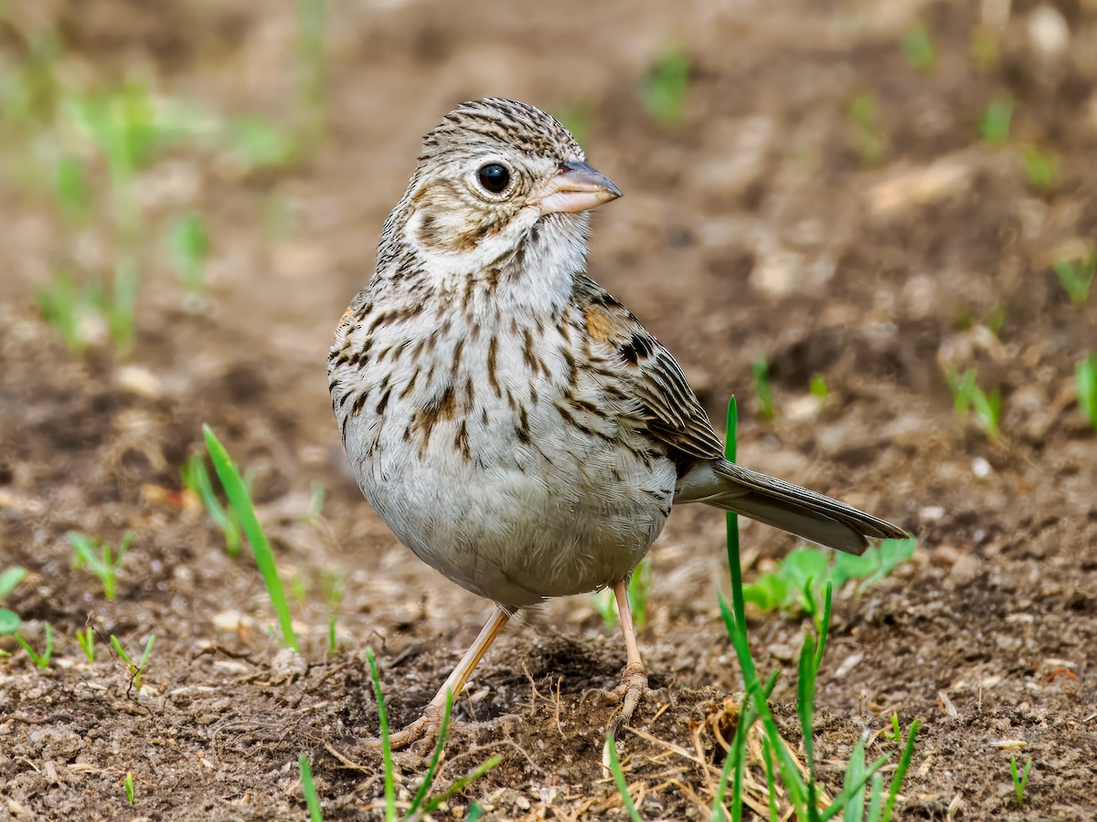 Vesper Sparrow - Steven Meisel