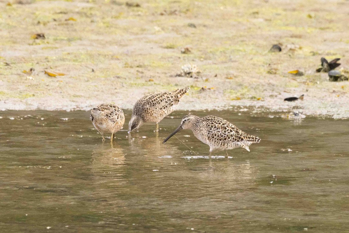 Short-billed Dowitcher - Scott Fischer