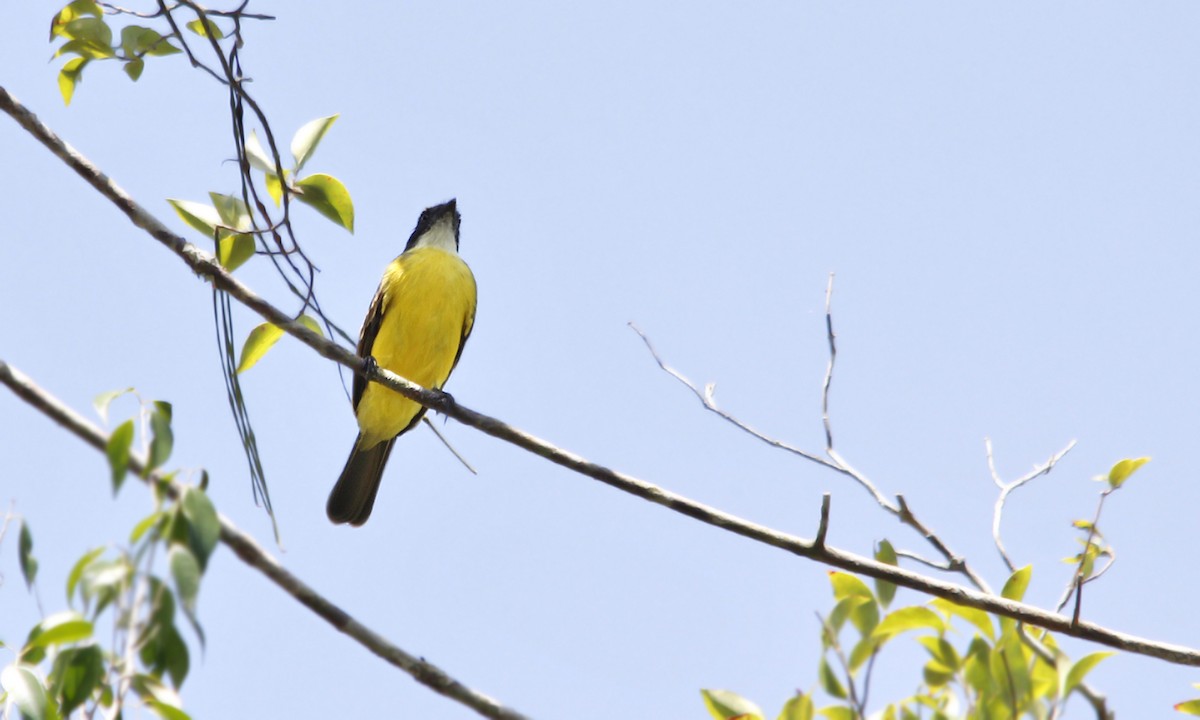 Social Flycatcher - Adrián Braidotti