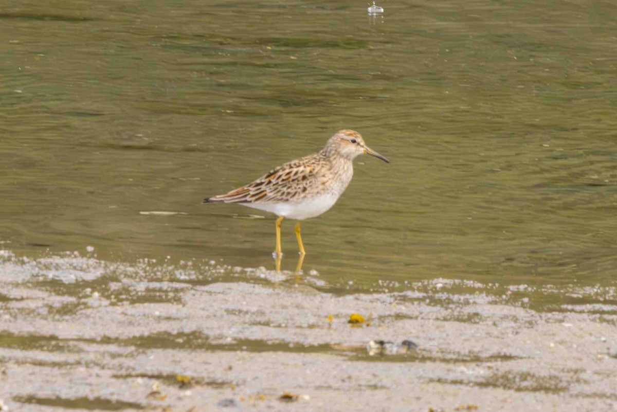 Pectoral Sandpiper - Scott Fischer