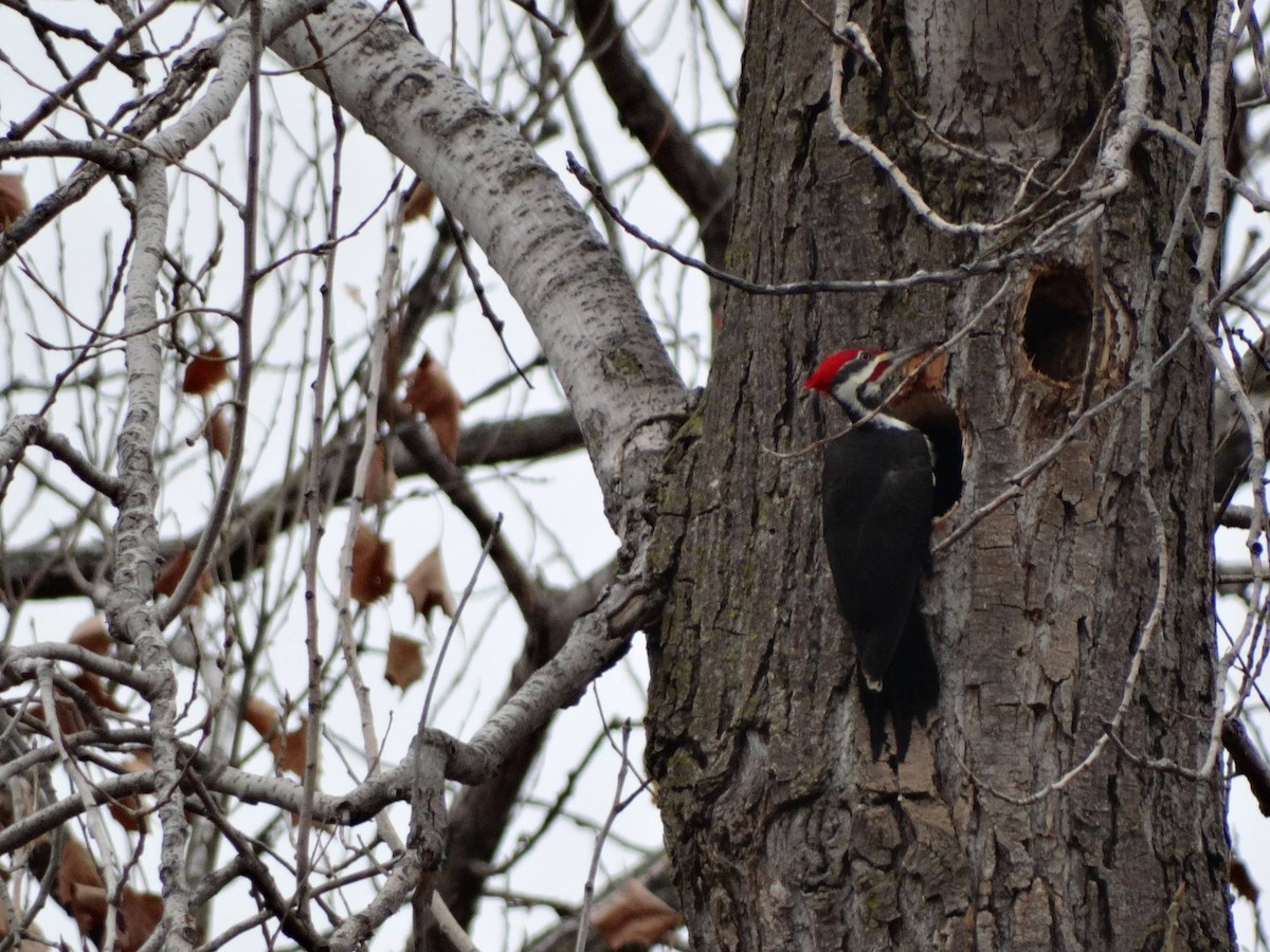 Pileated Woodpecker - Nate Shipley