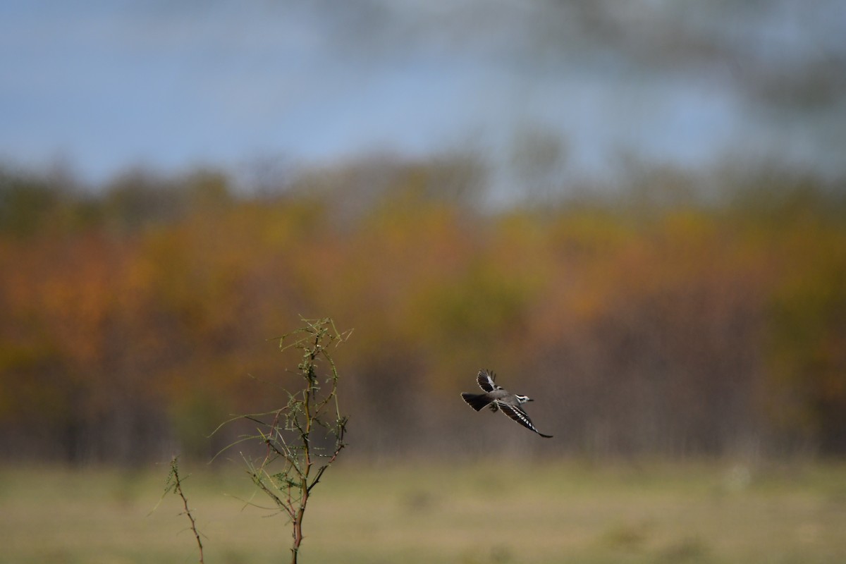 Black-crowned Monjita - ML619195272