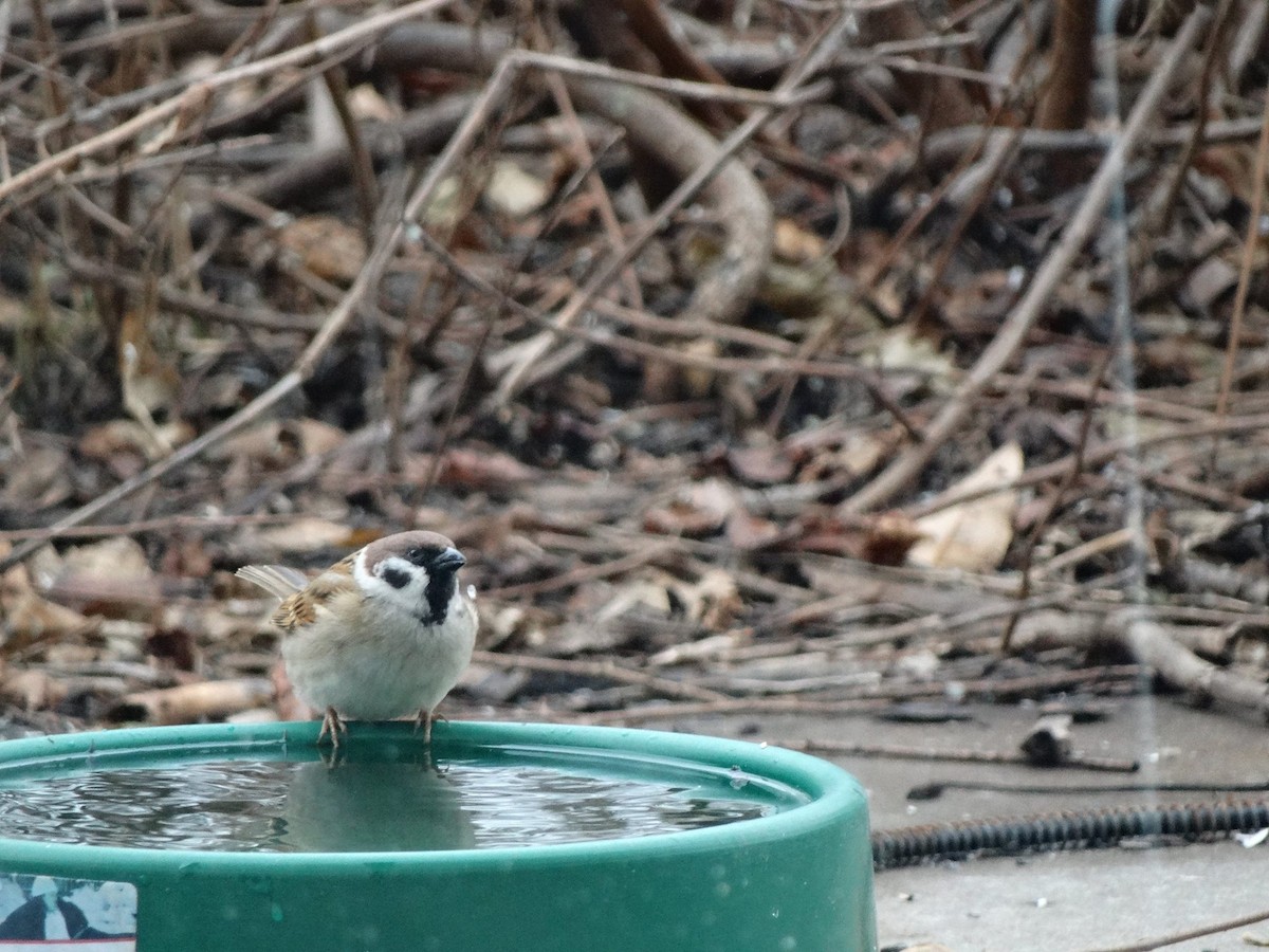 Eurasian Tree Sparrow - Nate Shipley