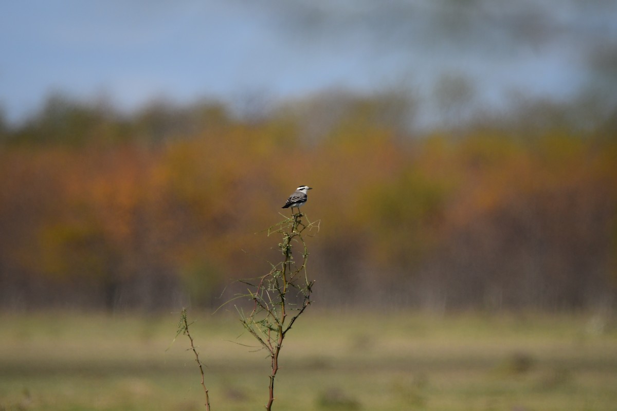 Black-crowned Monjita - ML619195282