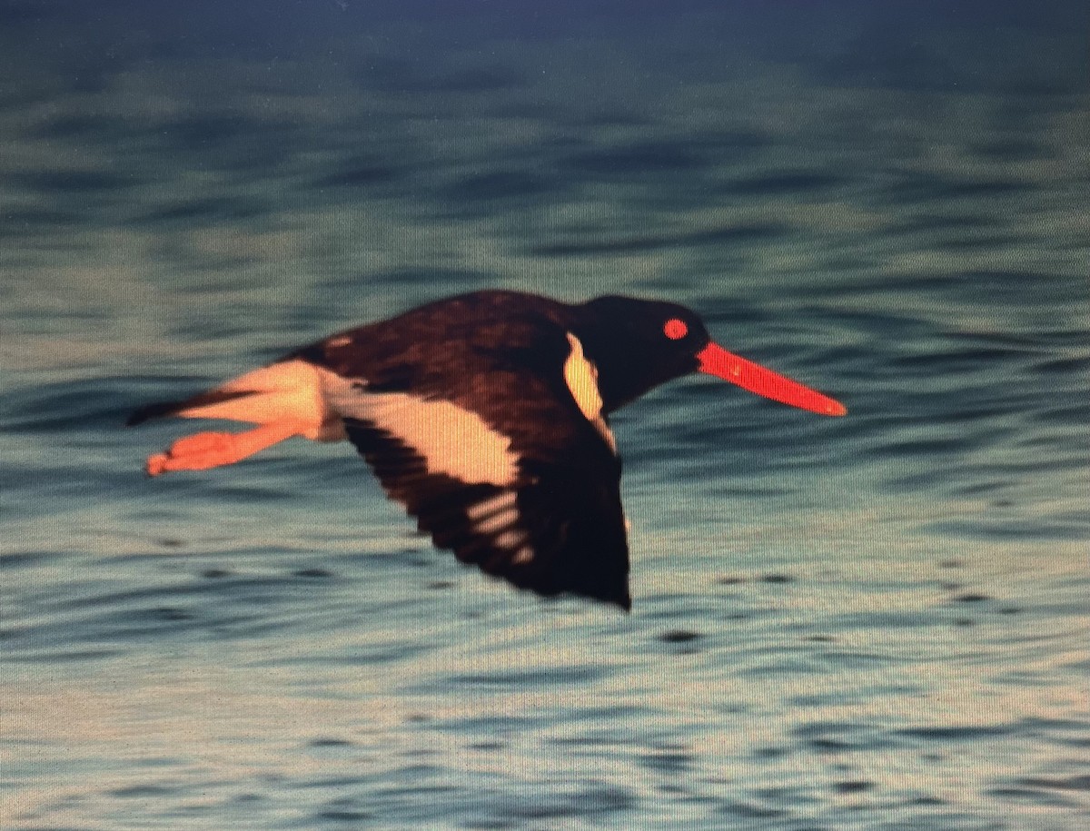 American Oystercatcher - ML619195300