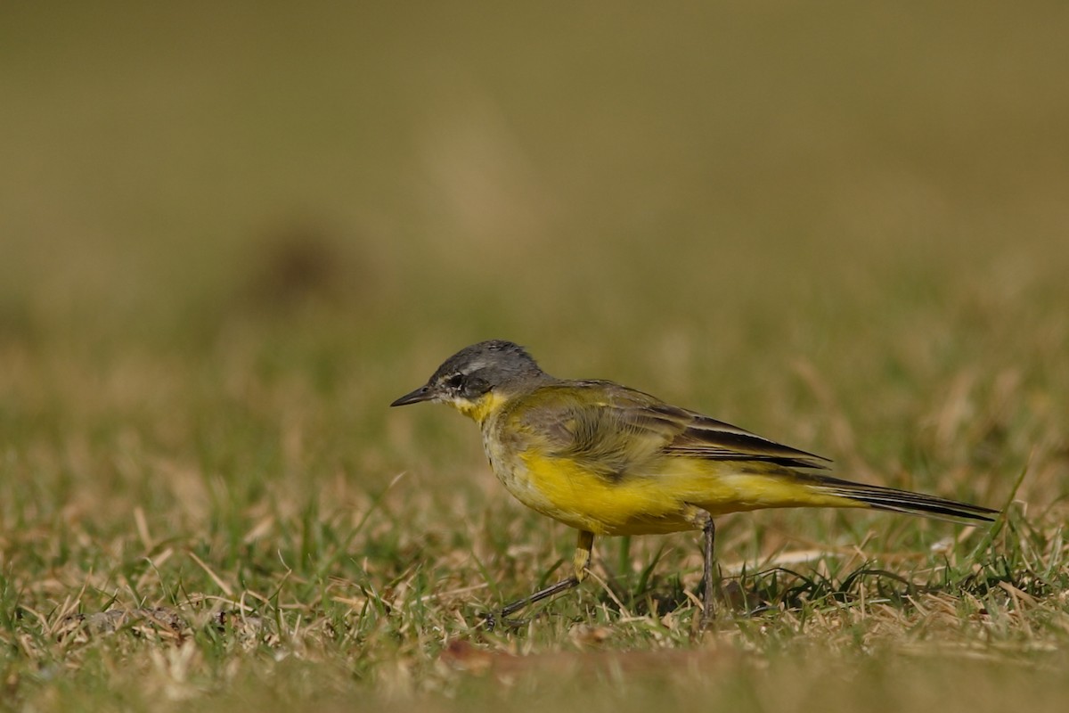 Western Yellow Wagtail - Andrey Mikhaylov