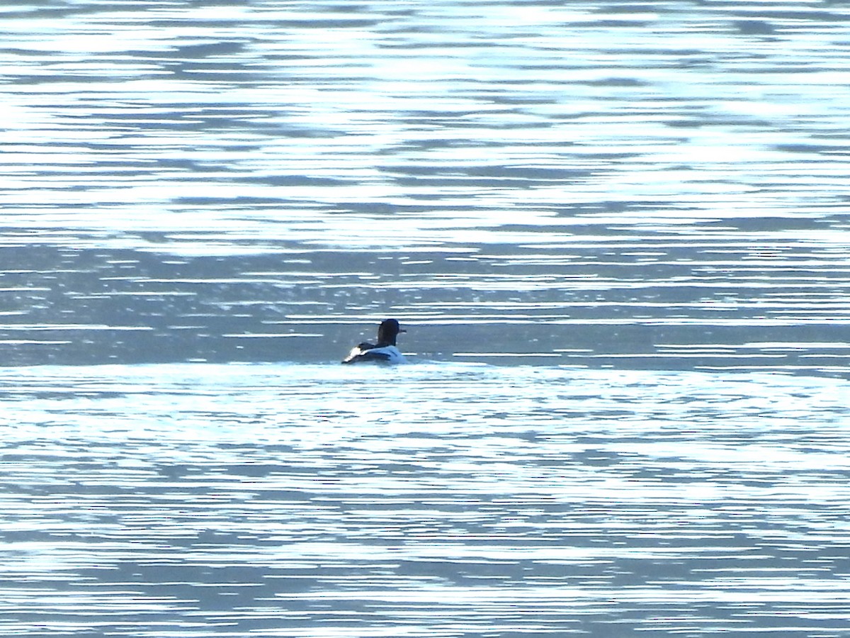 Common Merganser - Mark Stevens