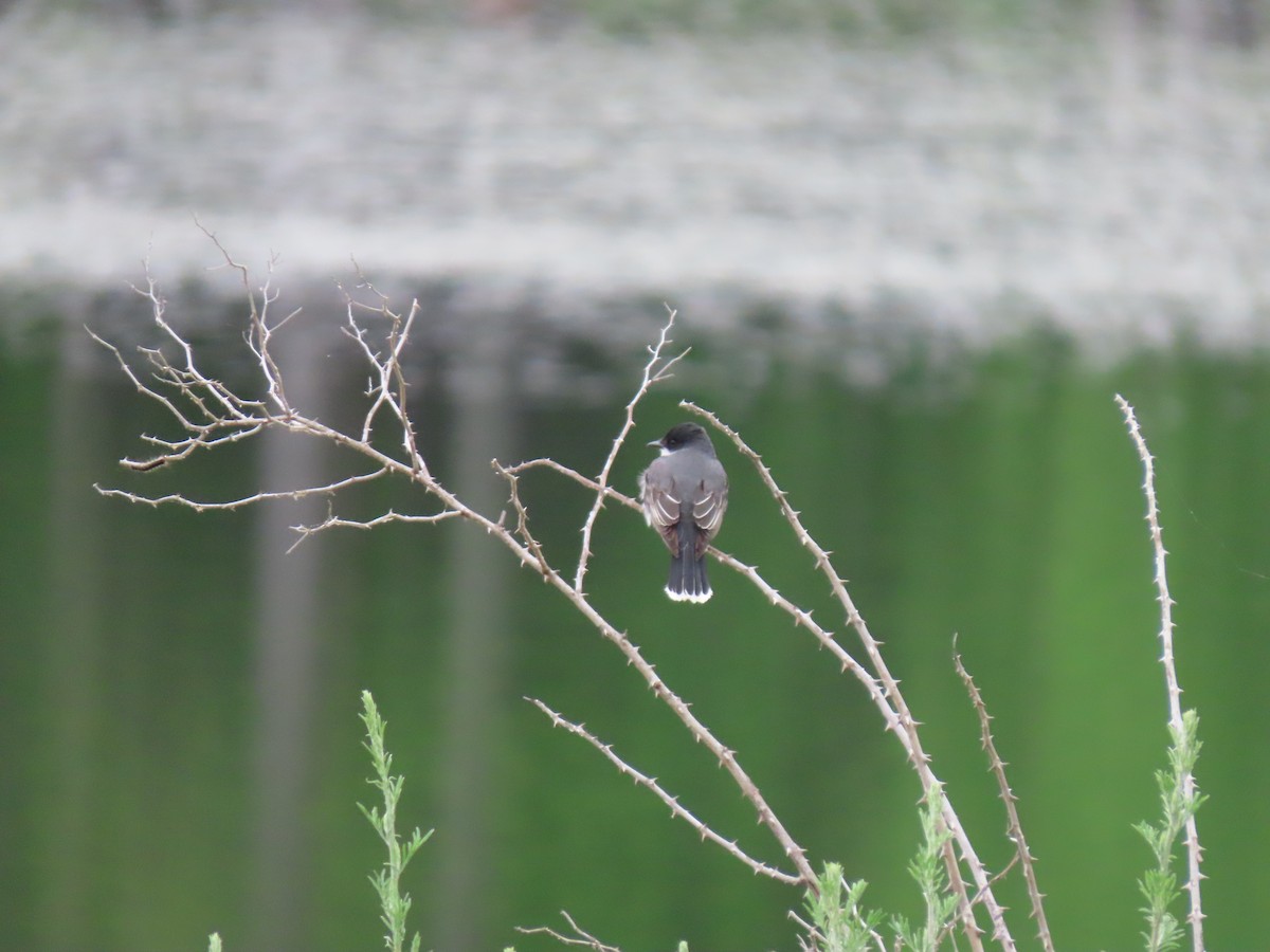 Eastern Kingbird - Doug Graham