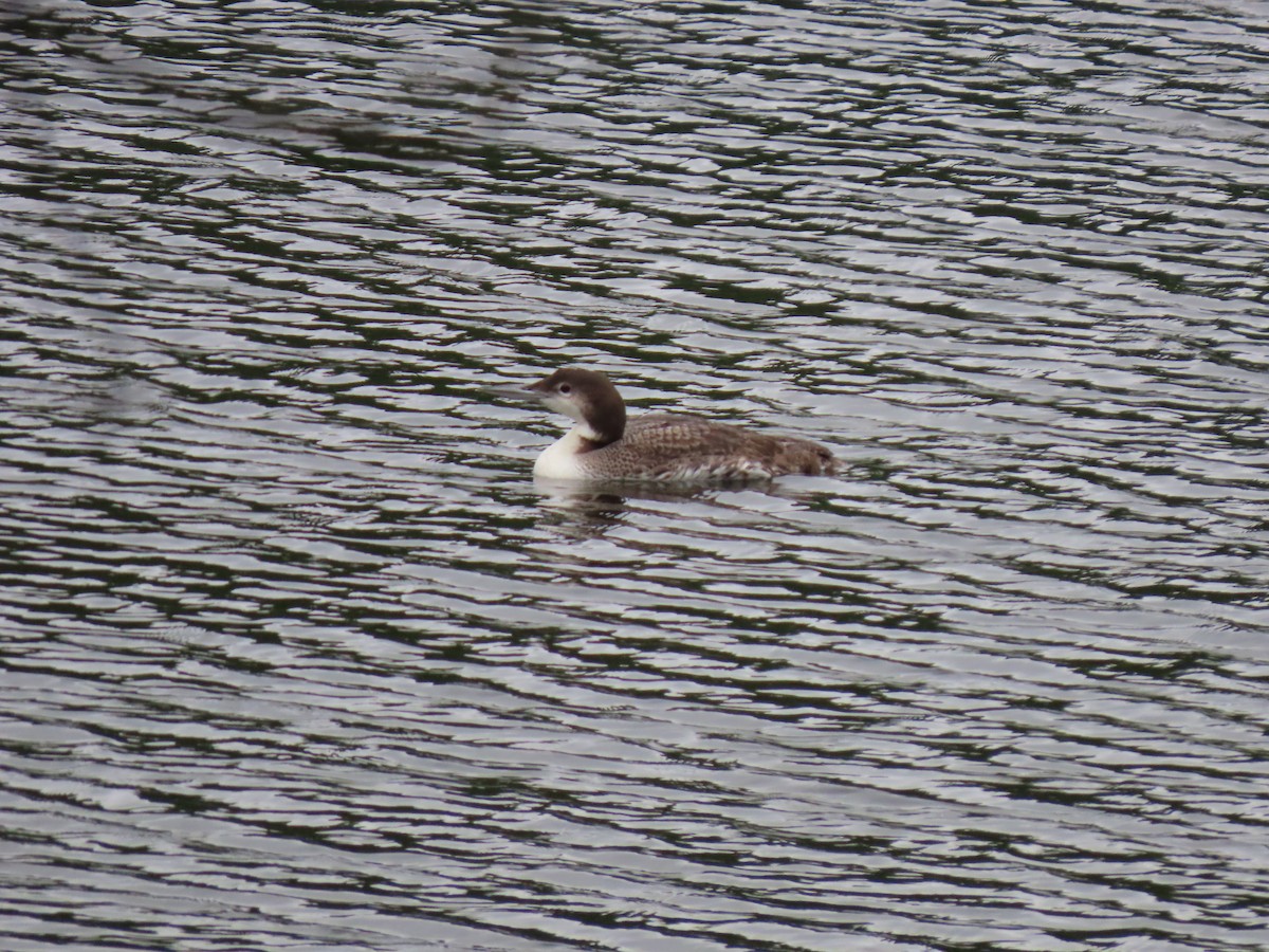 Common Loon - ML619195337