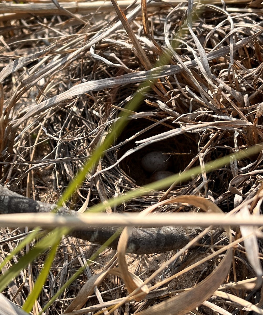 Vesper Sparrow - ML619195343