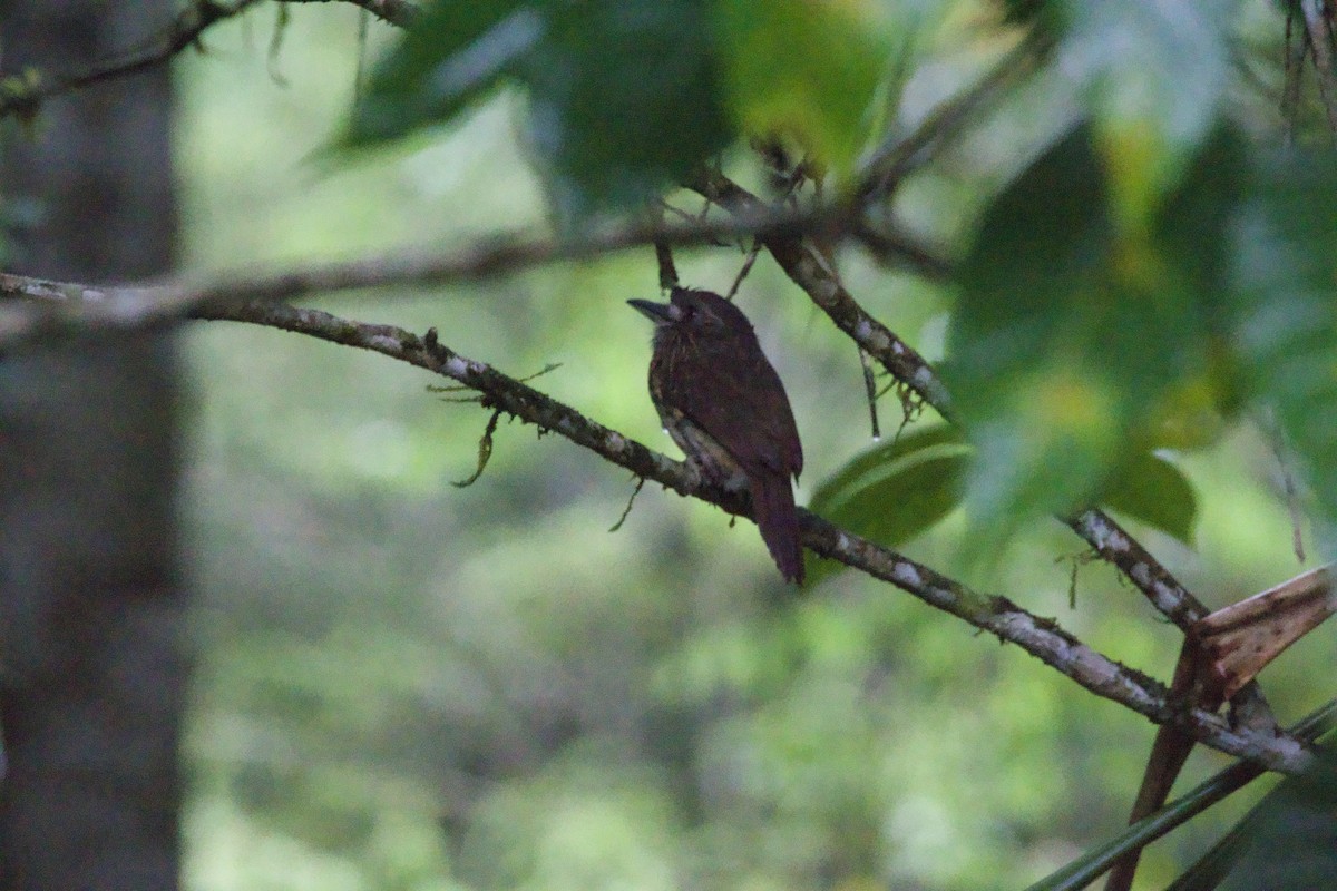 White-whiskered Puffbird - allie bluestein