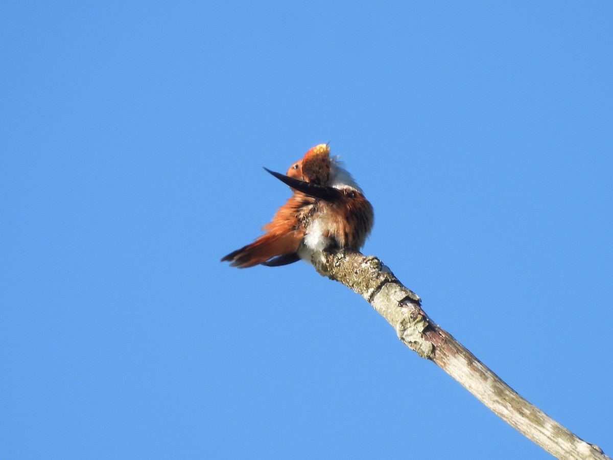 Rufous Hummingbird - Mark Stevens