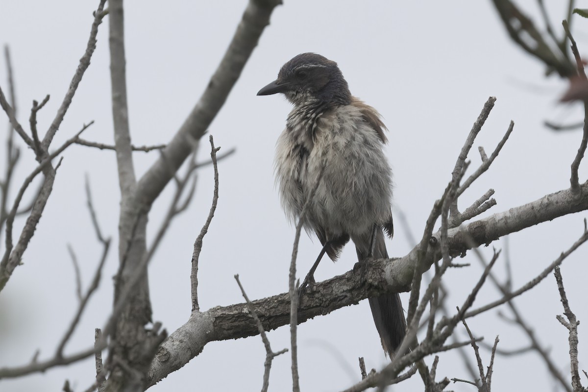 California Scrub-Jay - Ted Keyel