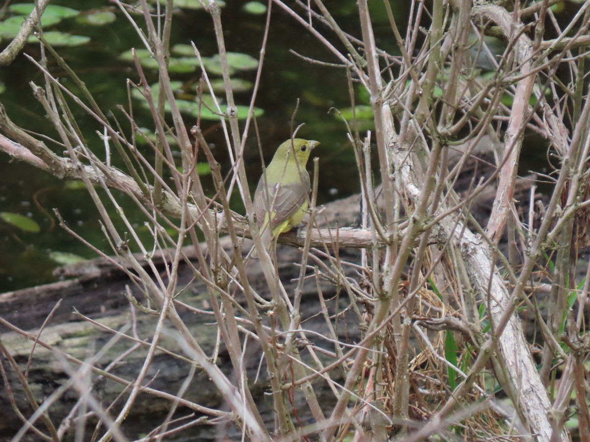 Scarlet Tanager - ML619195371