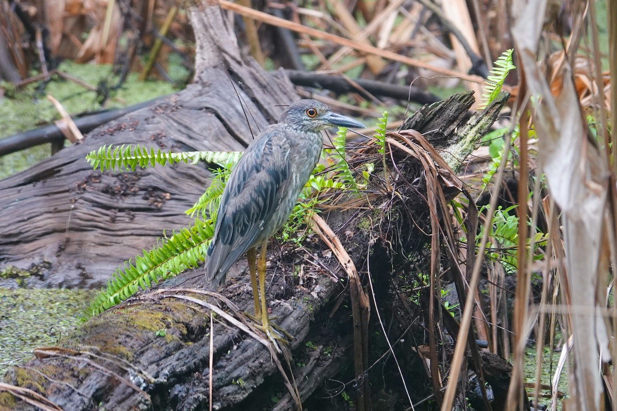 Yellow-crowned Night Heron - Michon Floreani