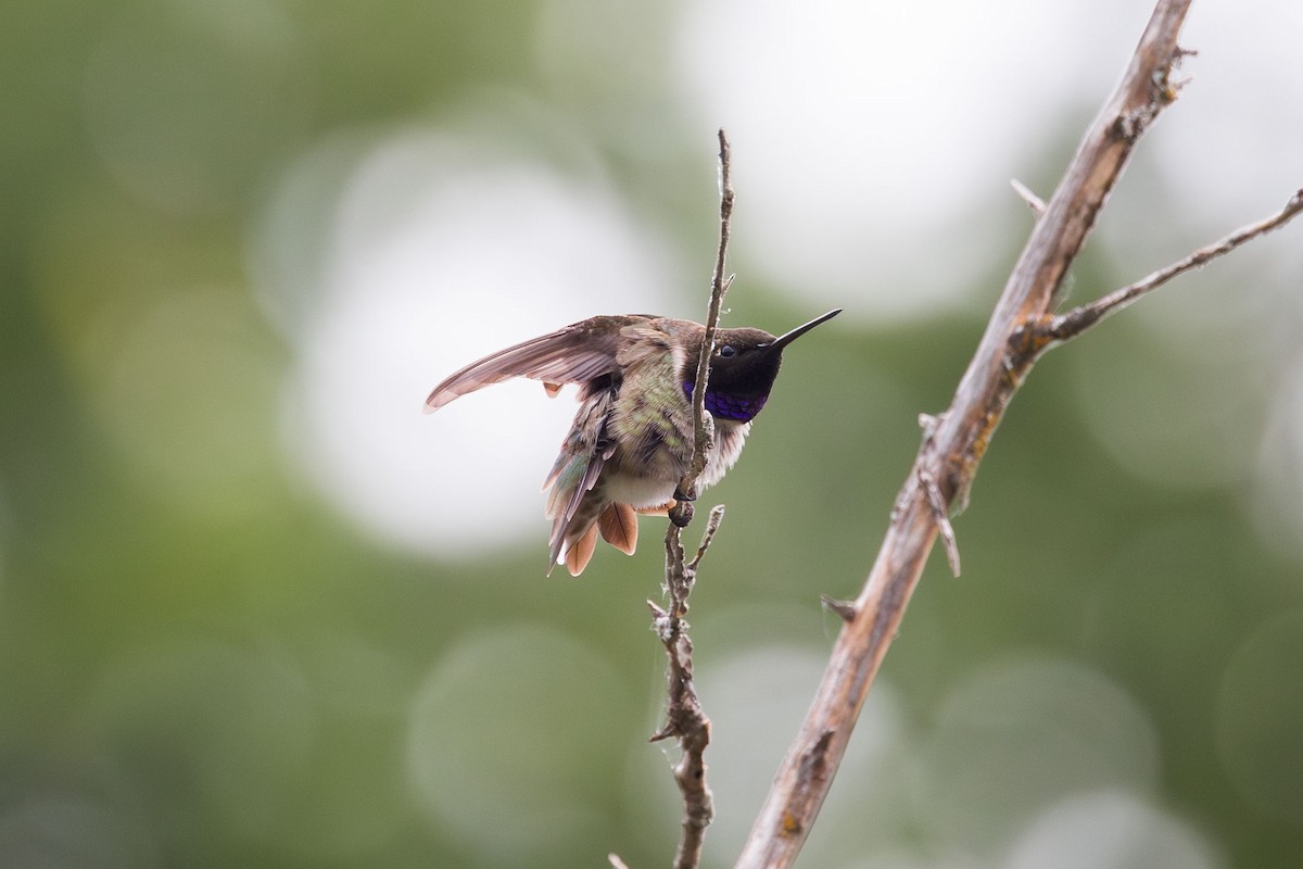 Black-chinned Hummingbird - ML619195385