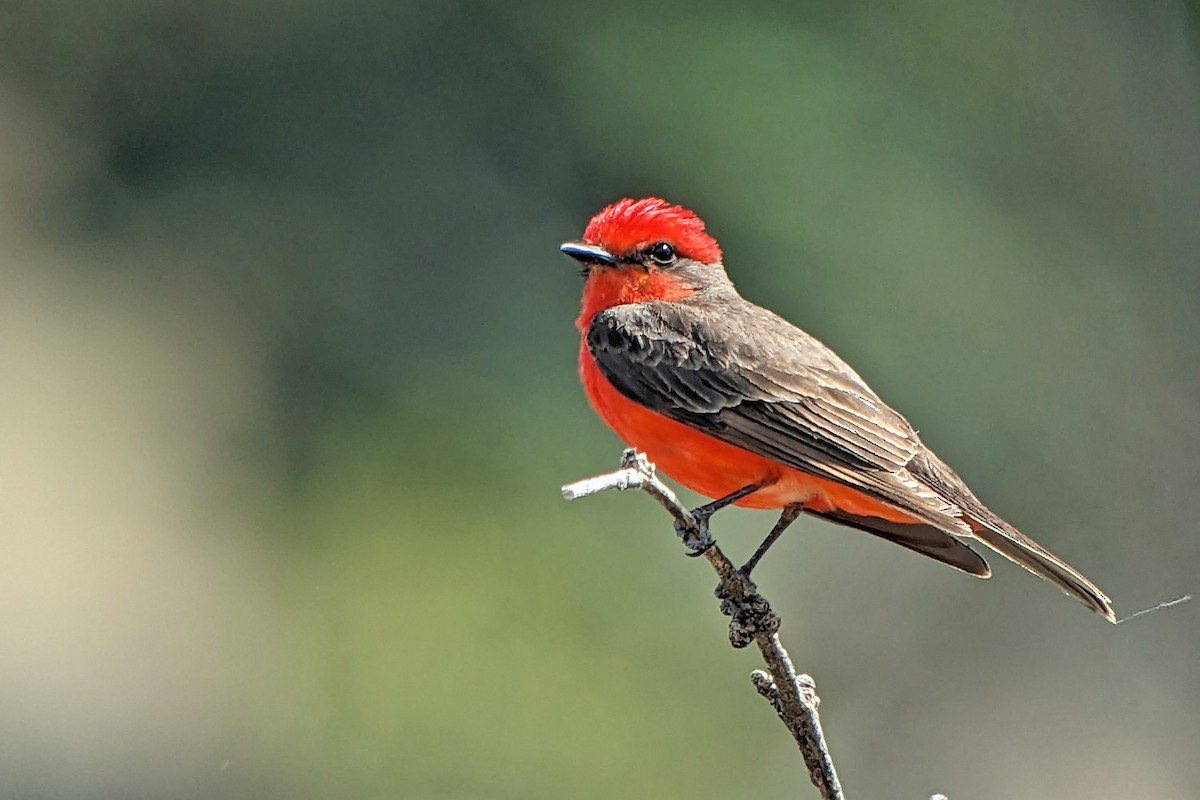 Vermilion Flycatcher - Richard Fray