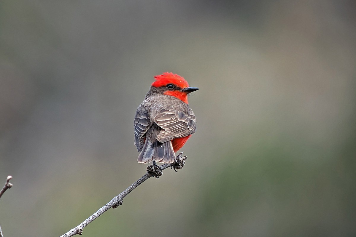 Vermilion Flycatcher - Richard Fray