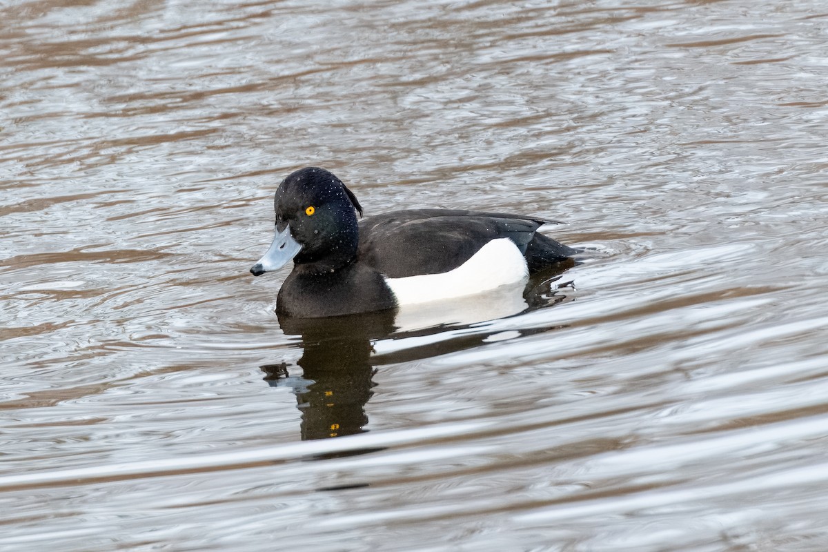 Tufted Duck - Kevin Leonard