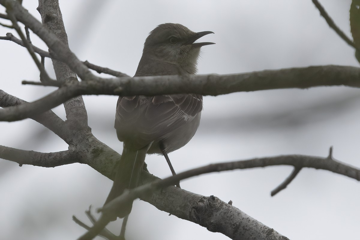 Northern Mockingbird - Ted Keyel