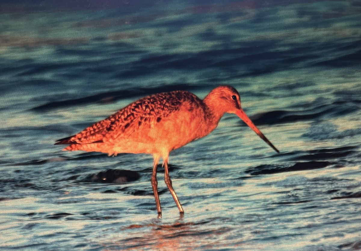 Marbled Godwit - Pierre Howard