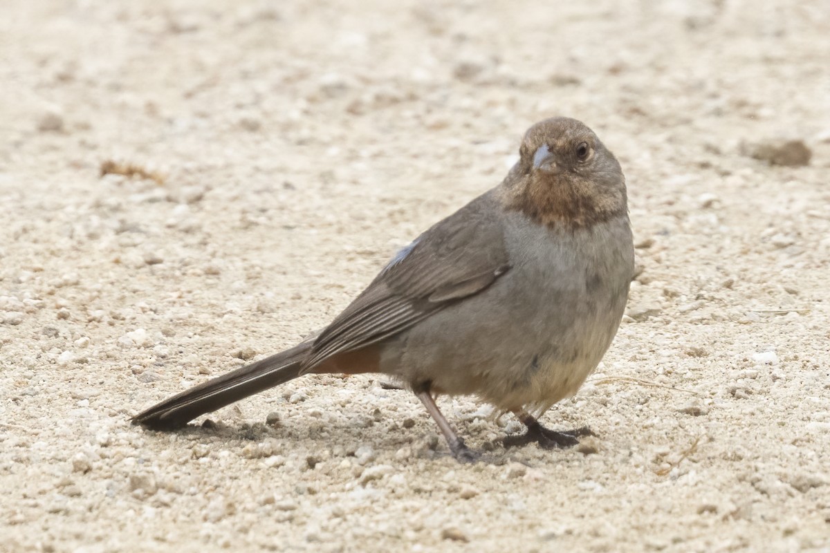 California Towhee - Ted Keyel